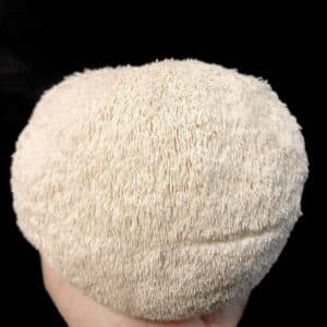 Desert Moon Mushrooms