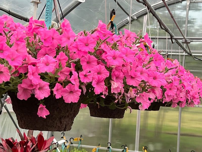 Sandy's Back Porch Gardens