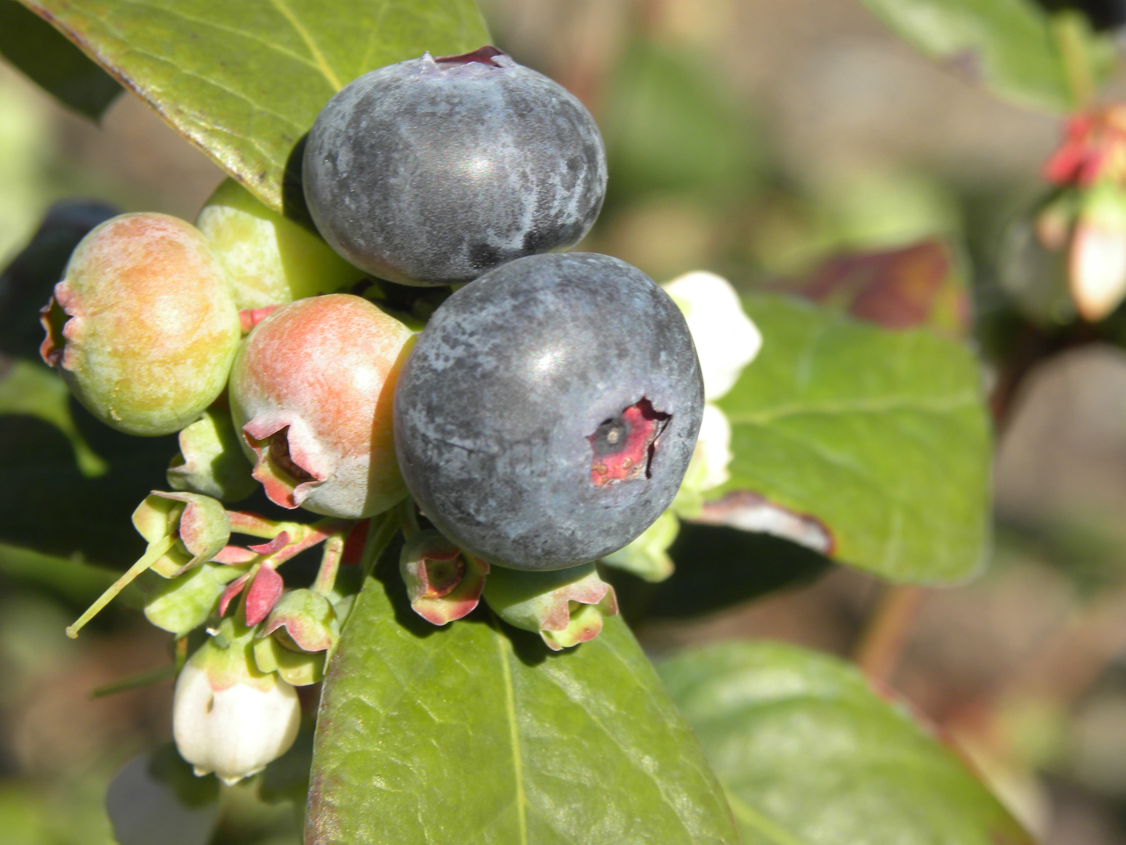 Tom West Blueberries