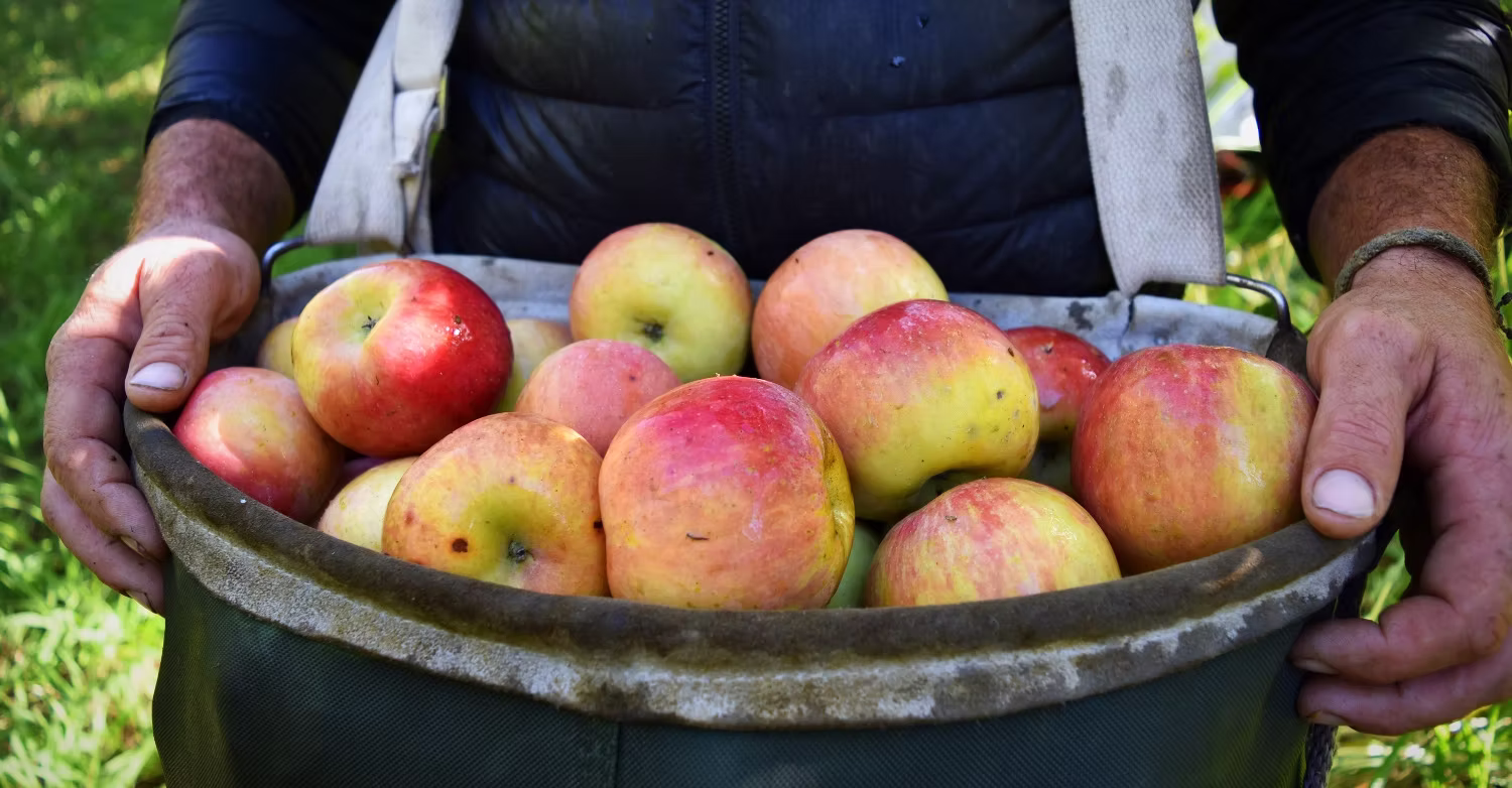 Gopher Glen Organic Apple Farm