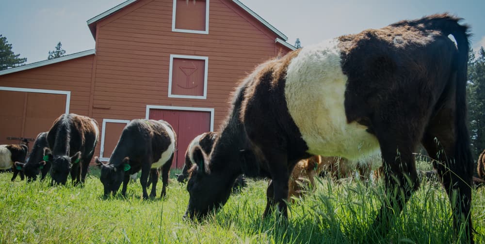 Markegard Family Grass-Fed