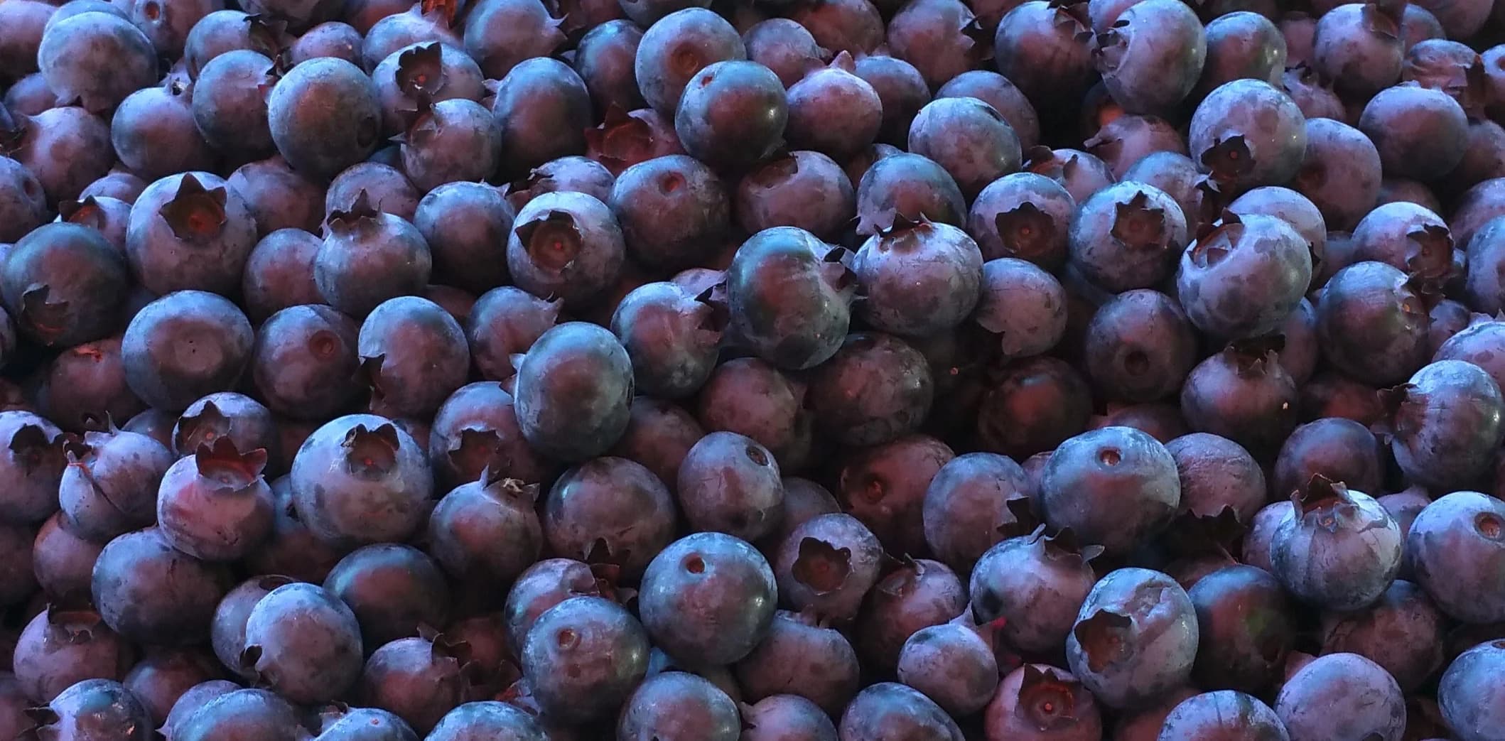 Pearson's Bees and Berries (U-Pick Blueberries)