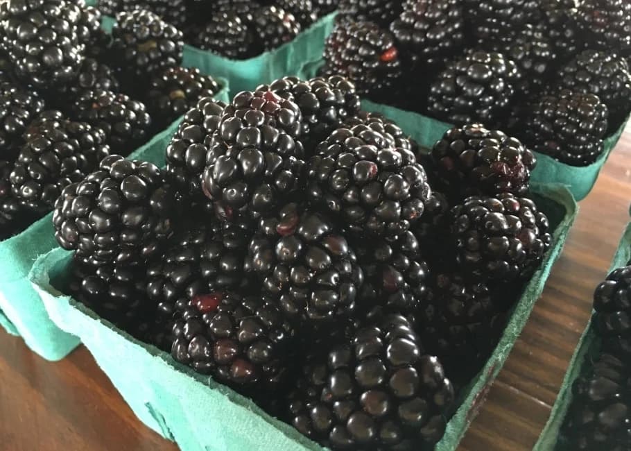 The Homestead Berry Farm