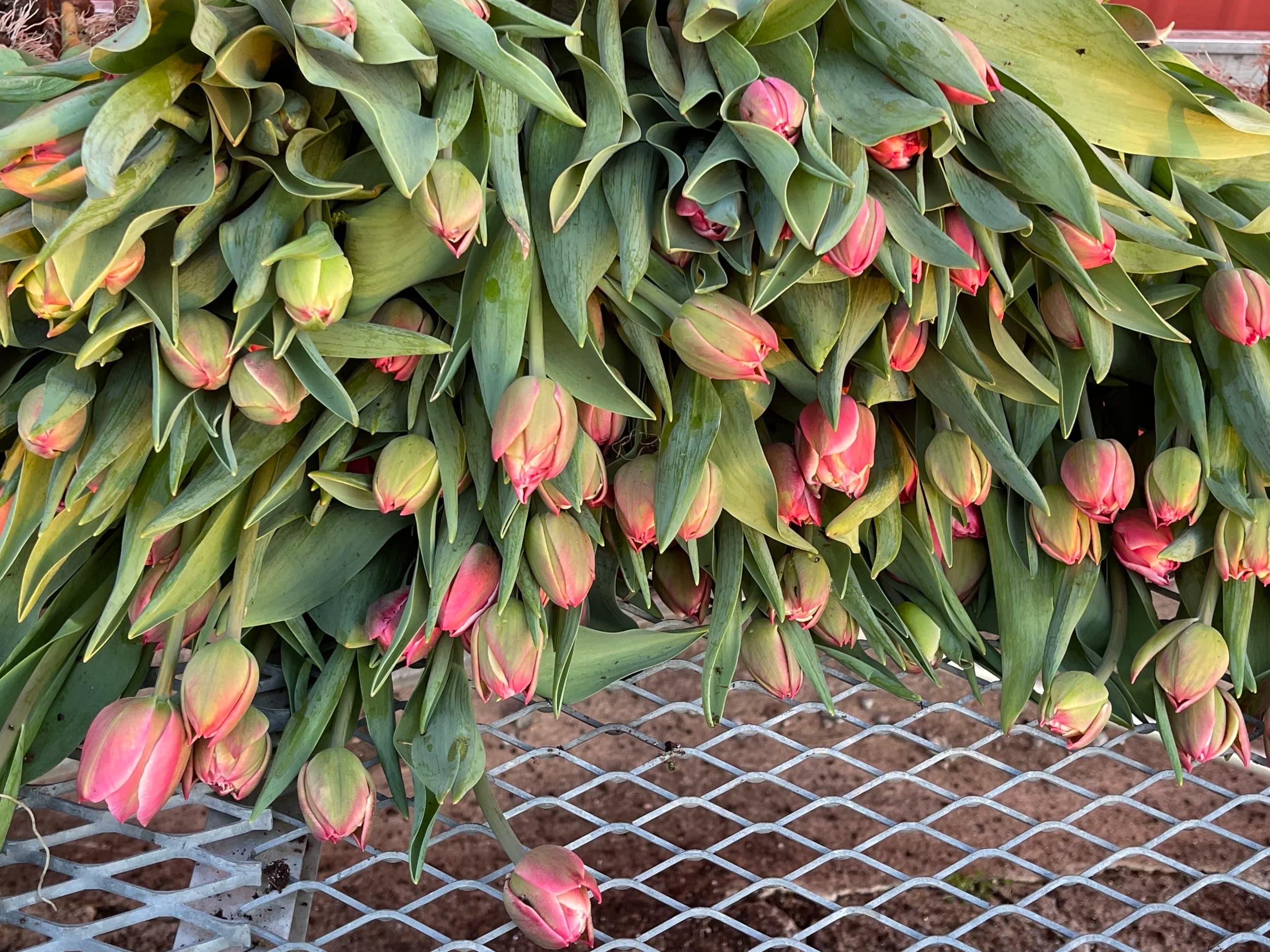 Pleasant Hill Farms LLC