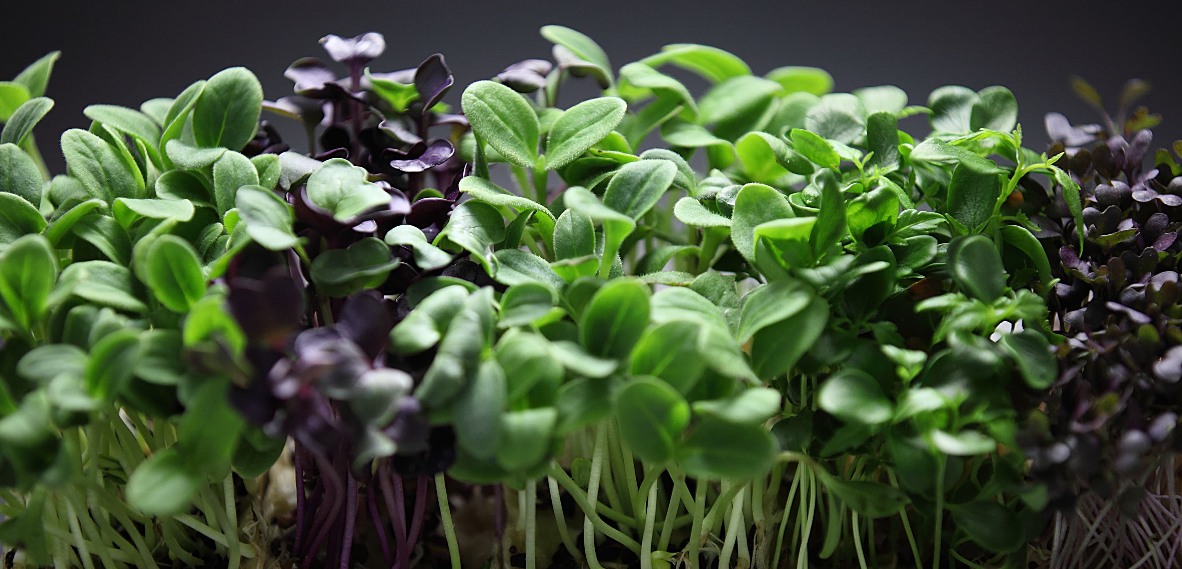Tahoe Microgreens