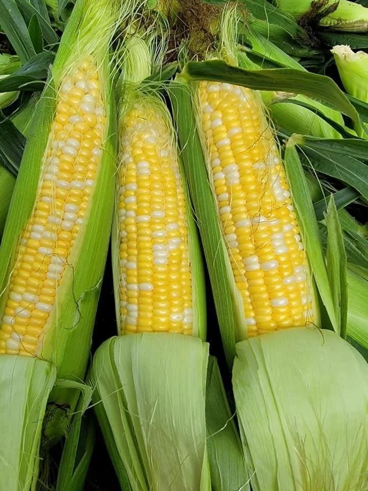 Mathews Produce/ Mathews Super Sweet Corn