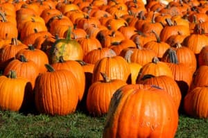 Schaefer's Pumpkin Patch