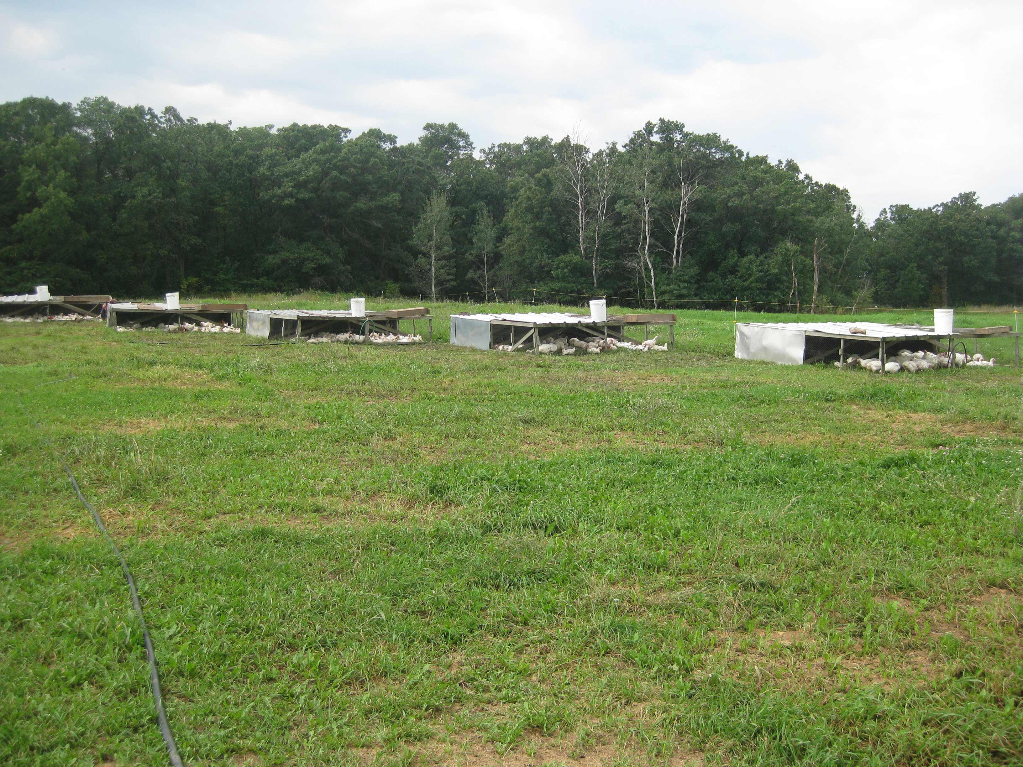 Walz Family Pastures