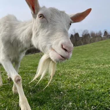 Lancaster Farm Sanctuary
