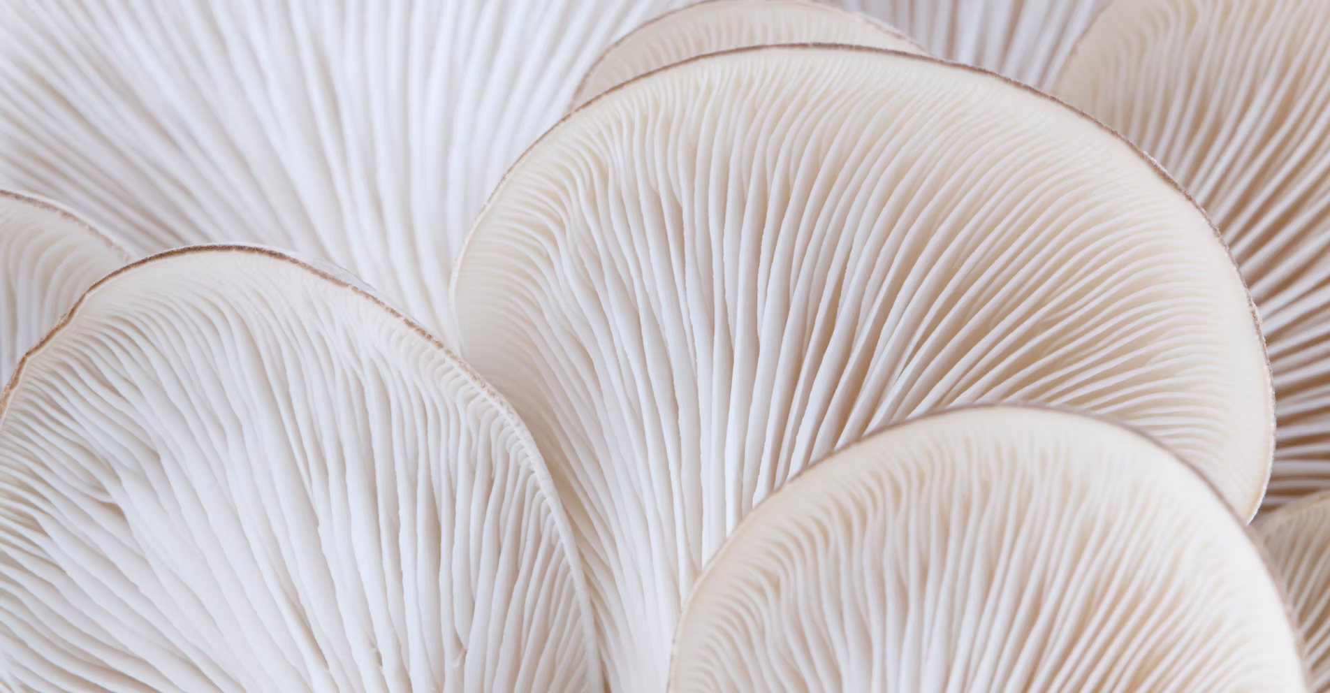 Winding Brook - Mushrooms and More