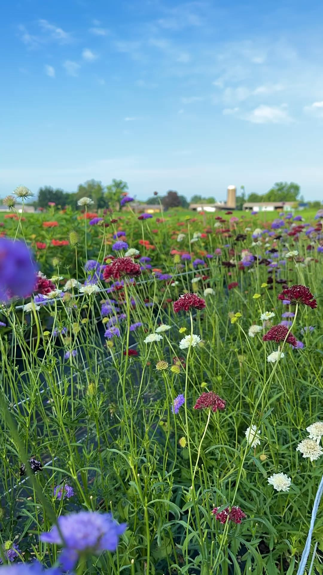 Shady Acres Farm Ohio