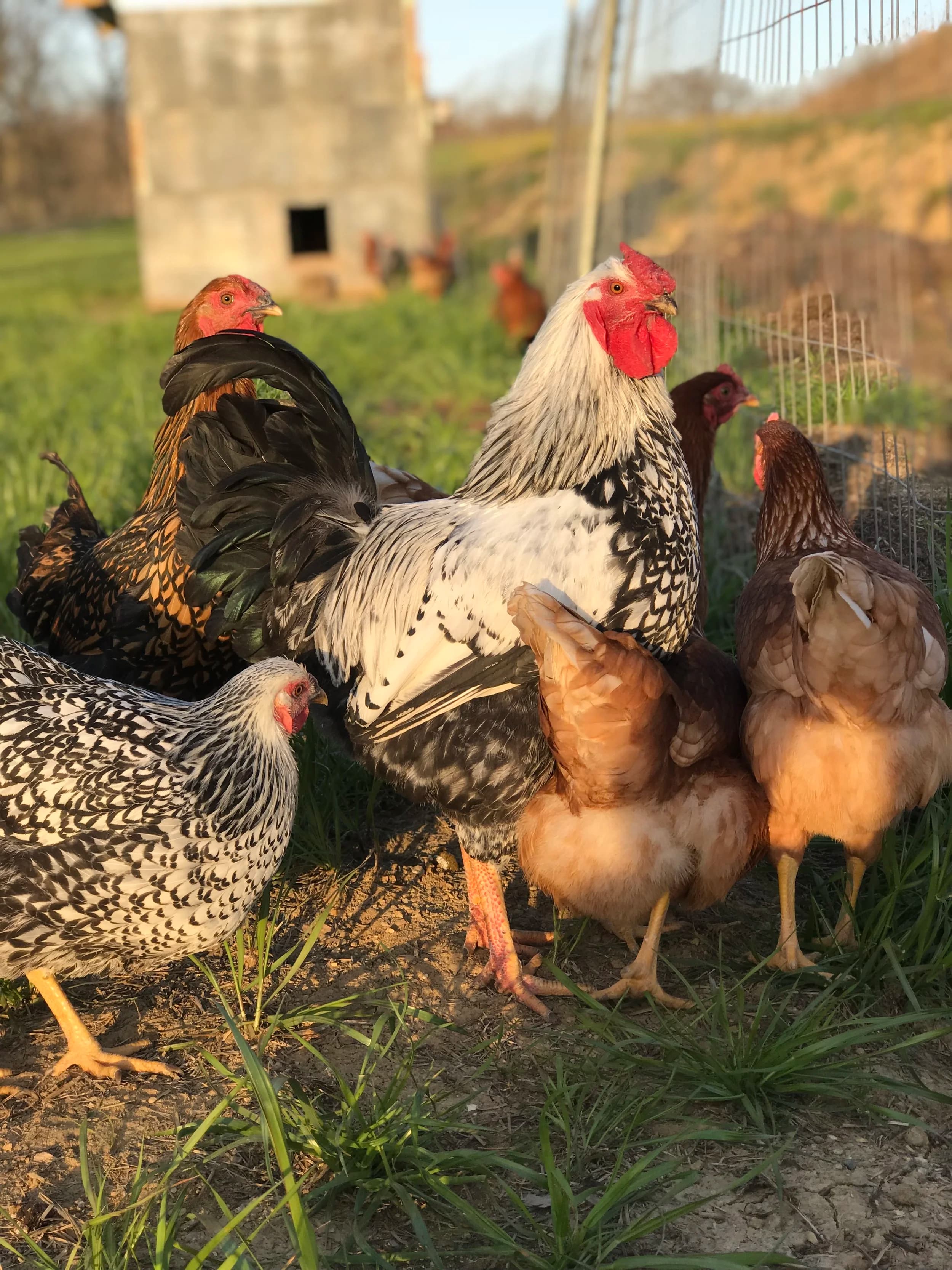 The Farms of Illinois