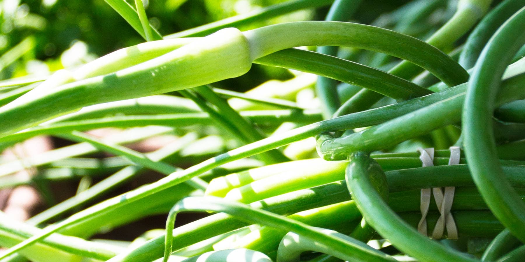 Metuchen Farmers Market