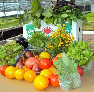 Teena's Pride Produce/ MichaelBorekFarms