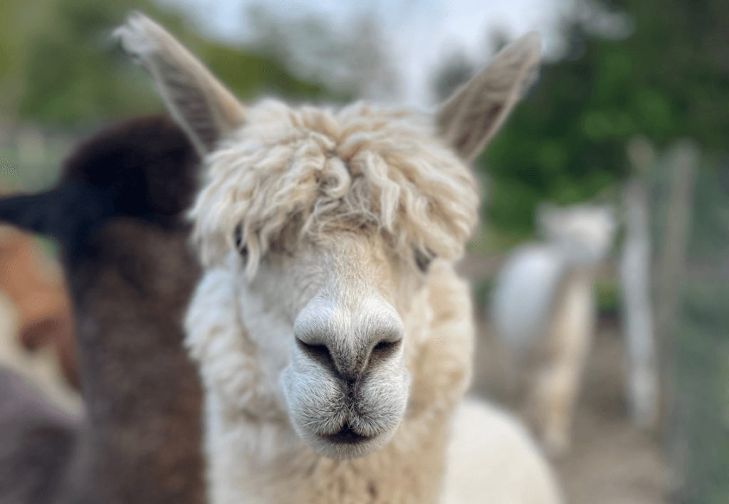 Lilymoore Alpaca and Llama Farm