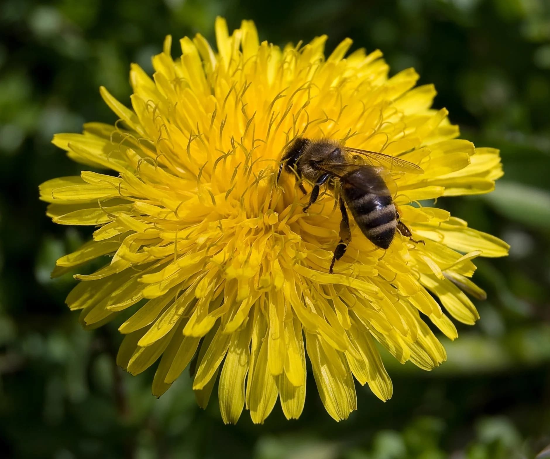 Dandelion Springs Apiary