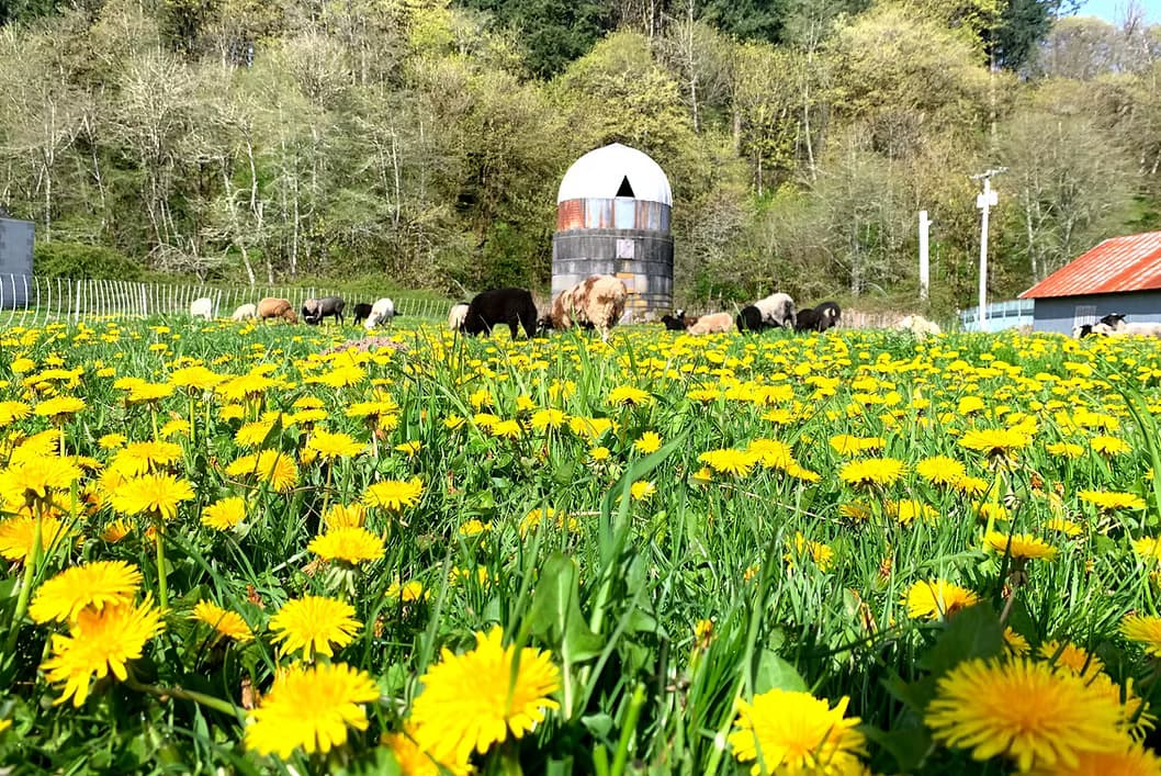Withywindle Valley Farm