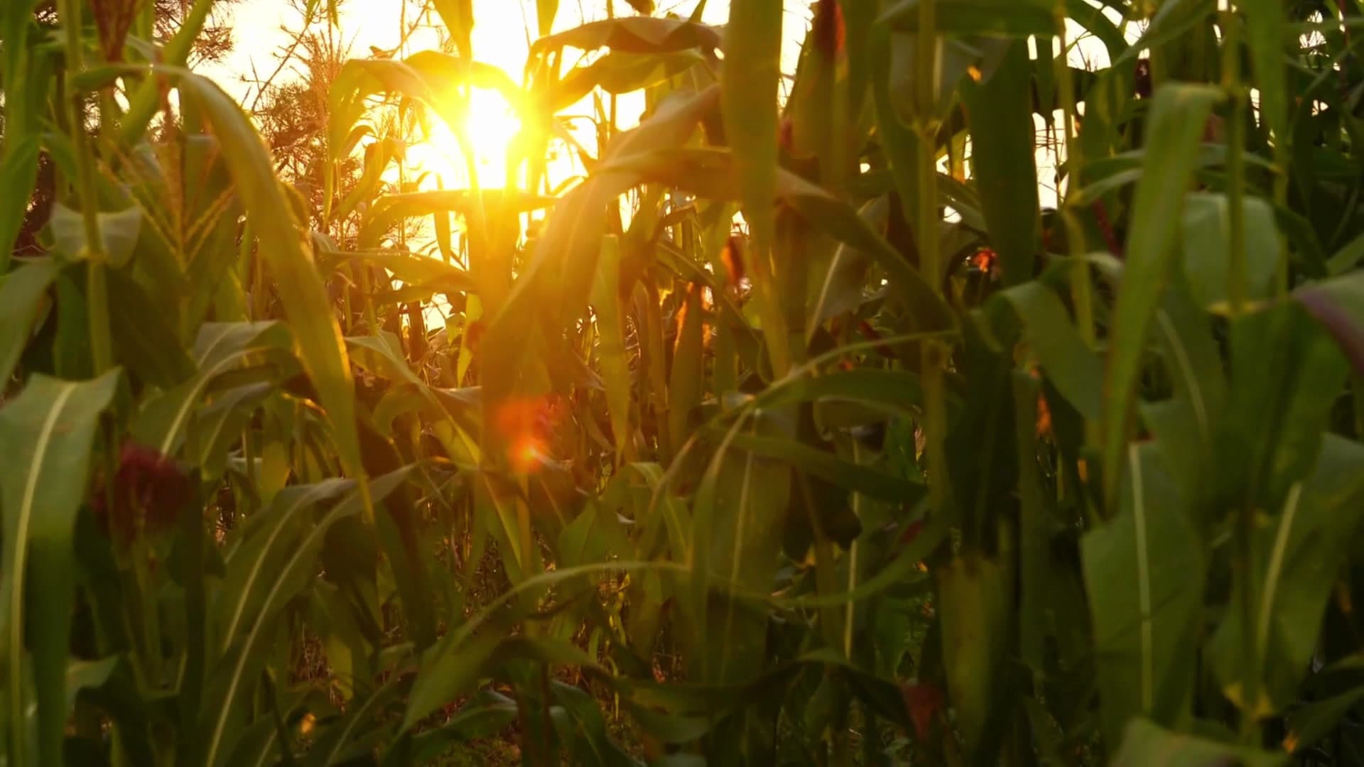 County Line Family Farms