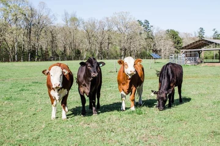 Double B Farm and Ranch