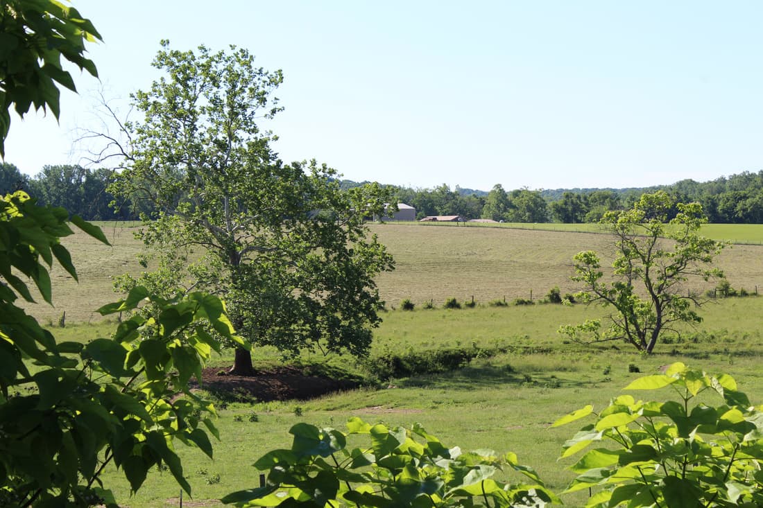 Hayes Grass-Fed Beef