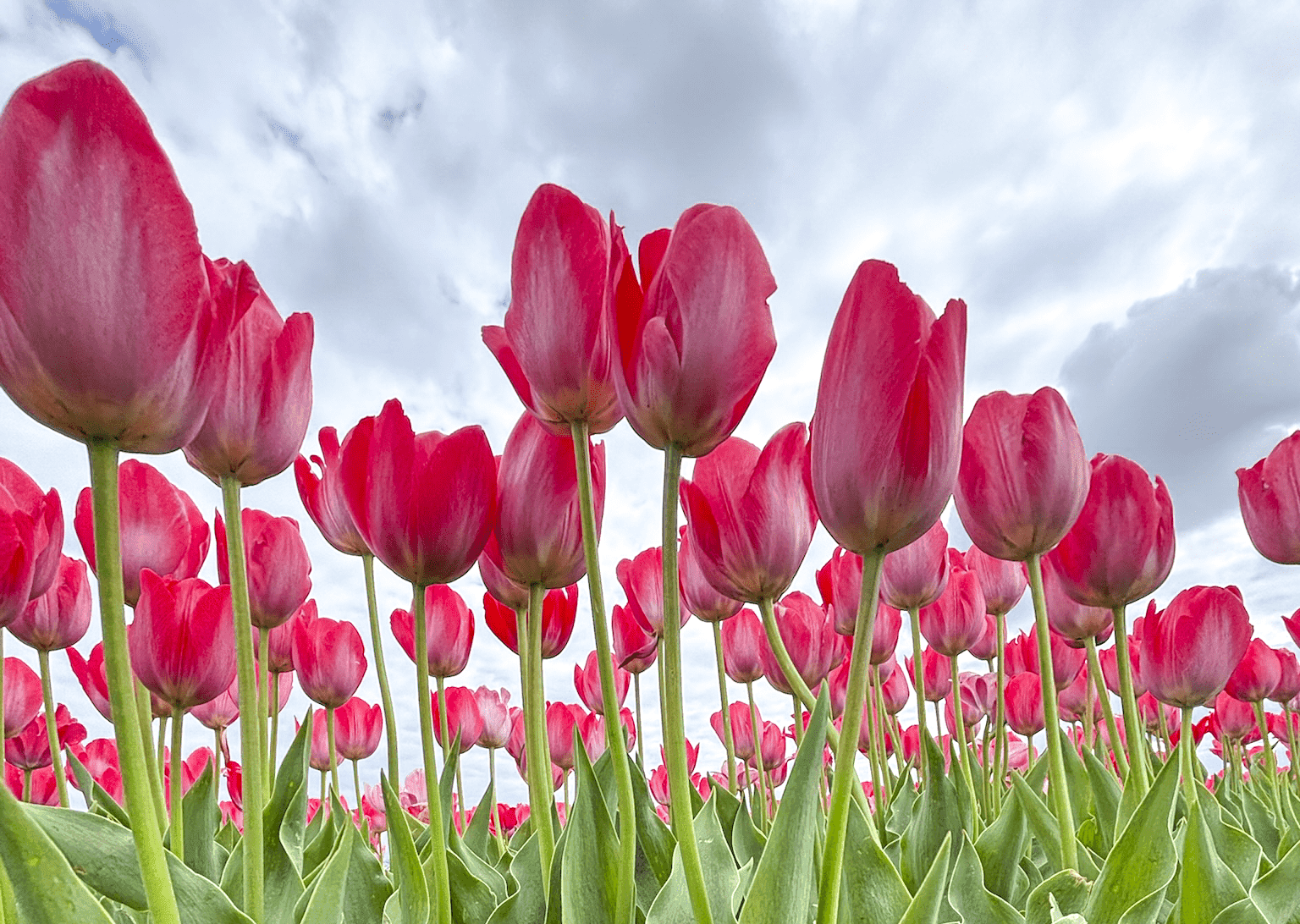 Eckert's Country Store