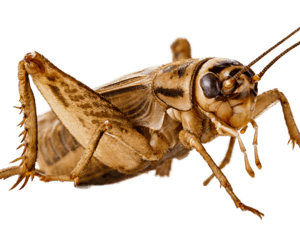 Armstrong's Cricket Farm