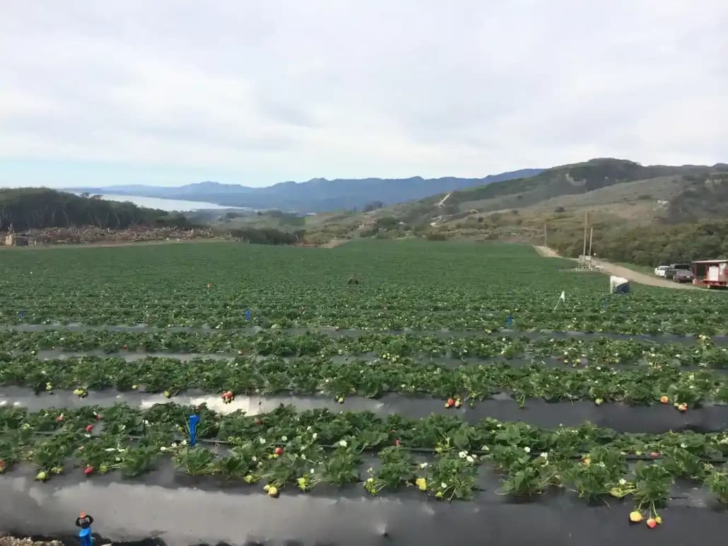 Thacker Berry Farms - La Habra Stand