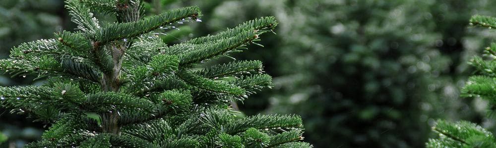 Anderson Tree Farm