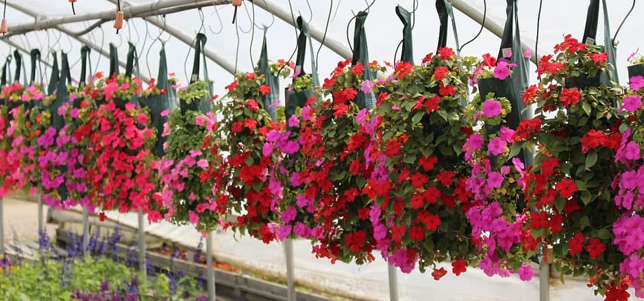 Massab Acres Greenhouse & Farm