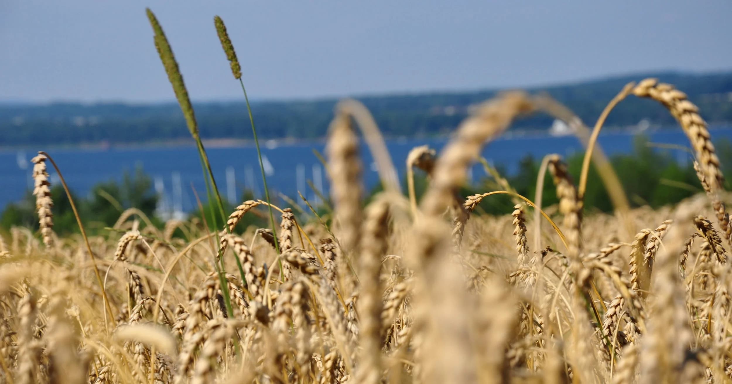 Nitty Gritty Grains of Vermont