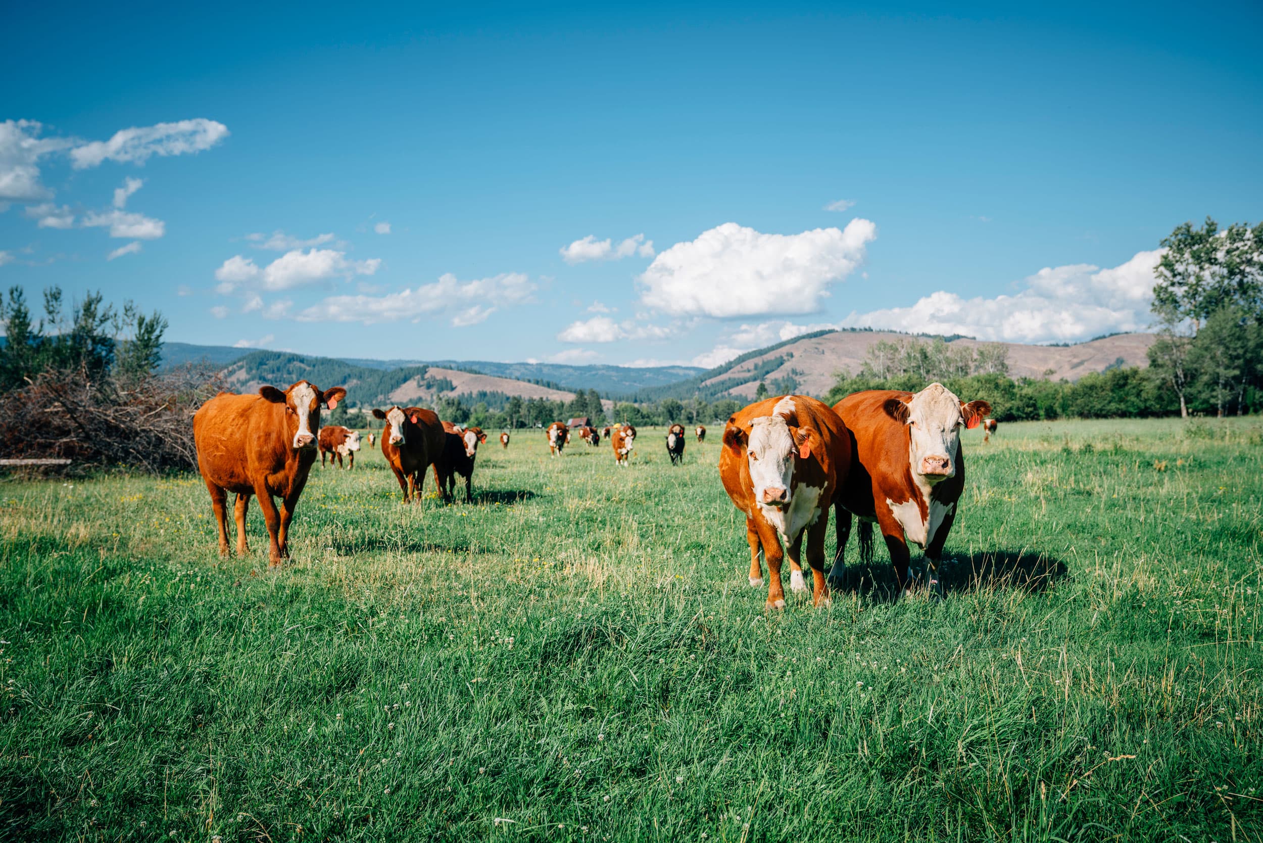 Castle Hill Farm Inc