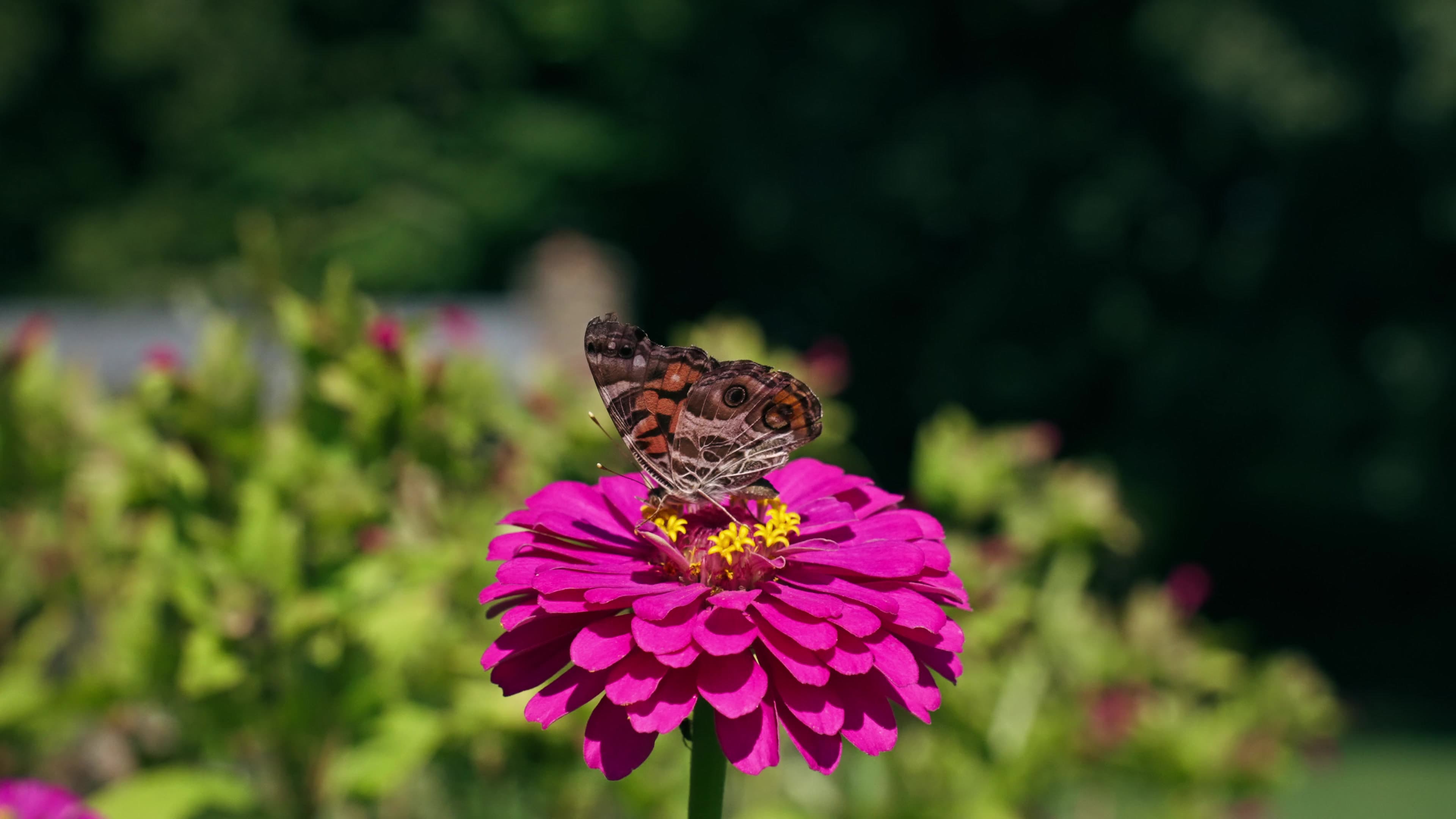Wild Goose Flower Farm