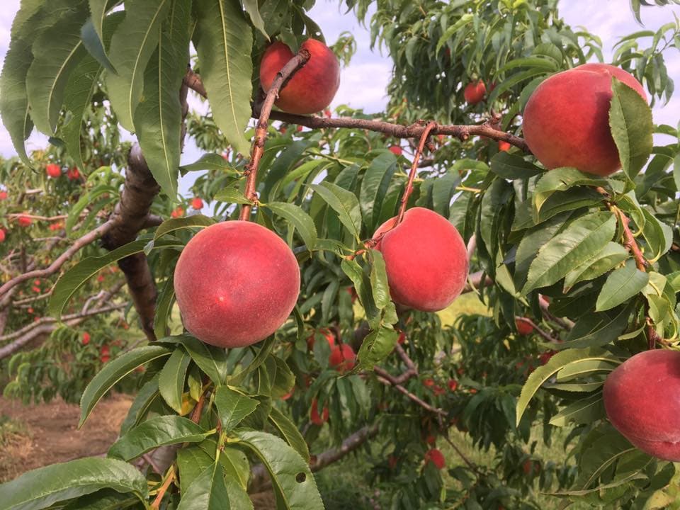 Rittman Orchards