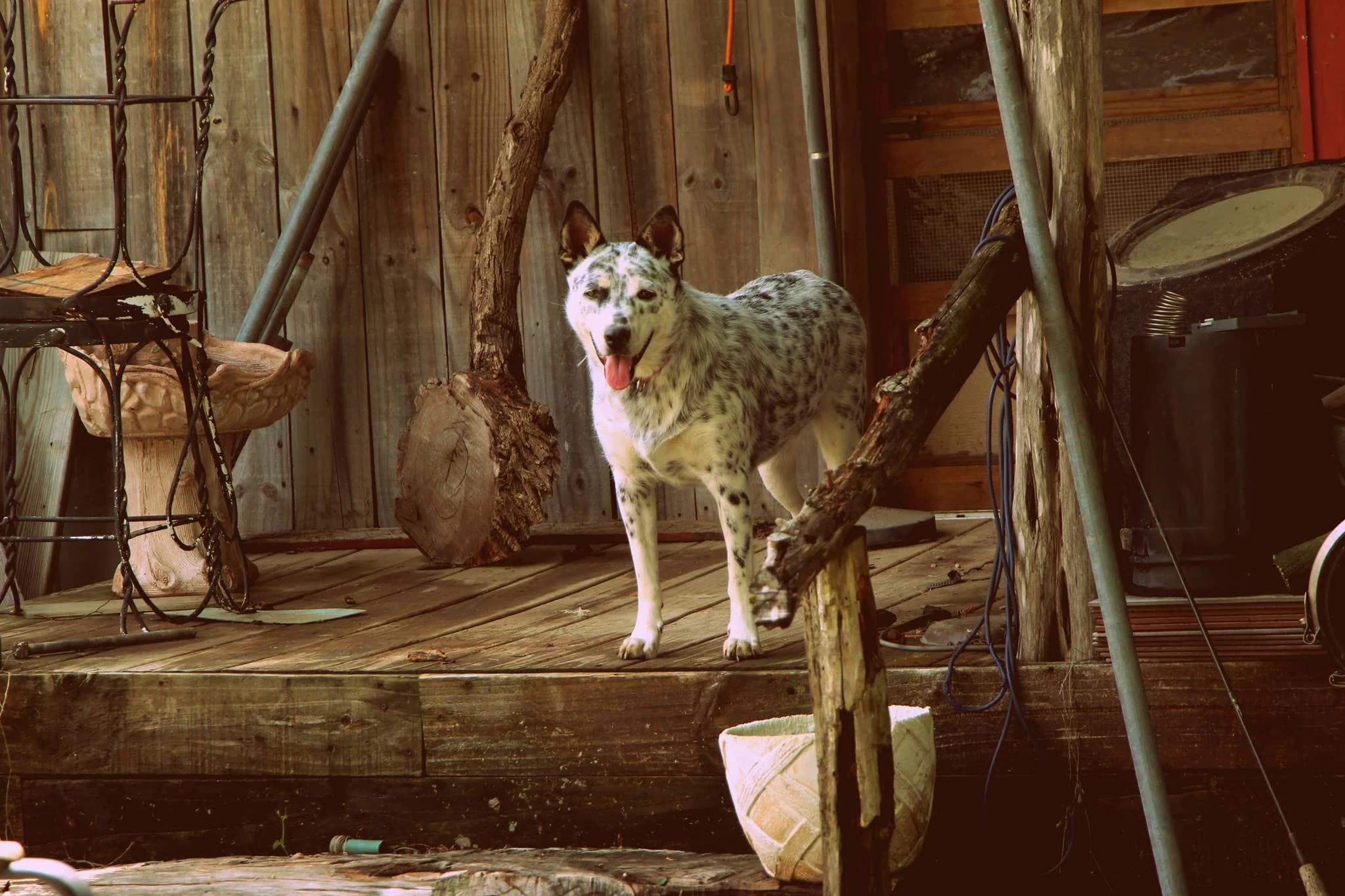 Freckle Farms of Texas