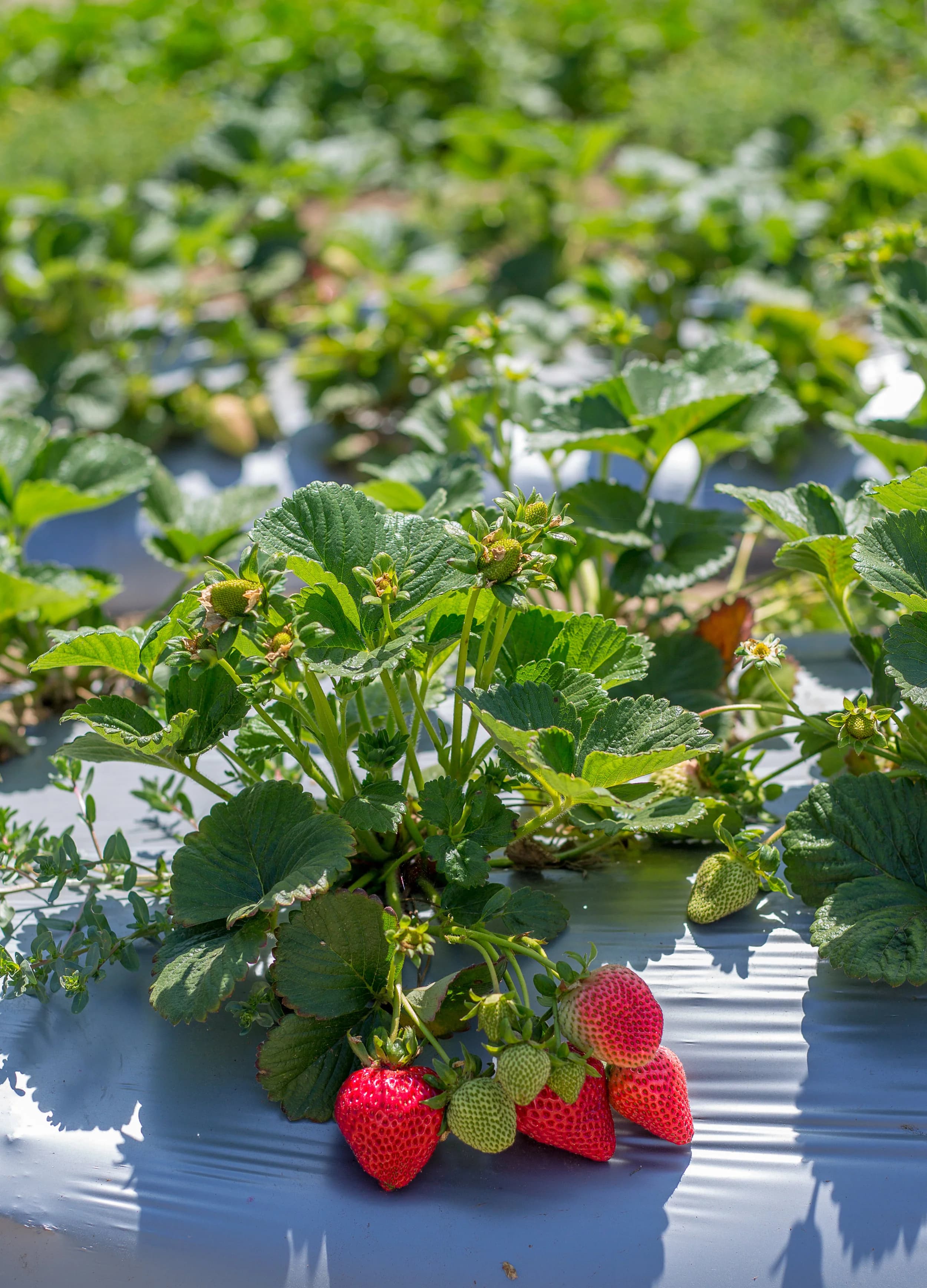 Gizdich Strawberry Patch