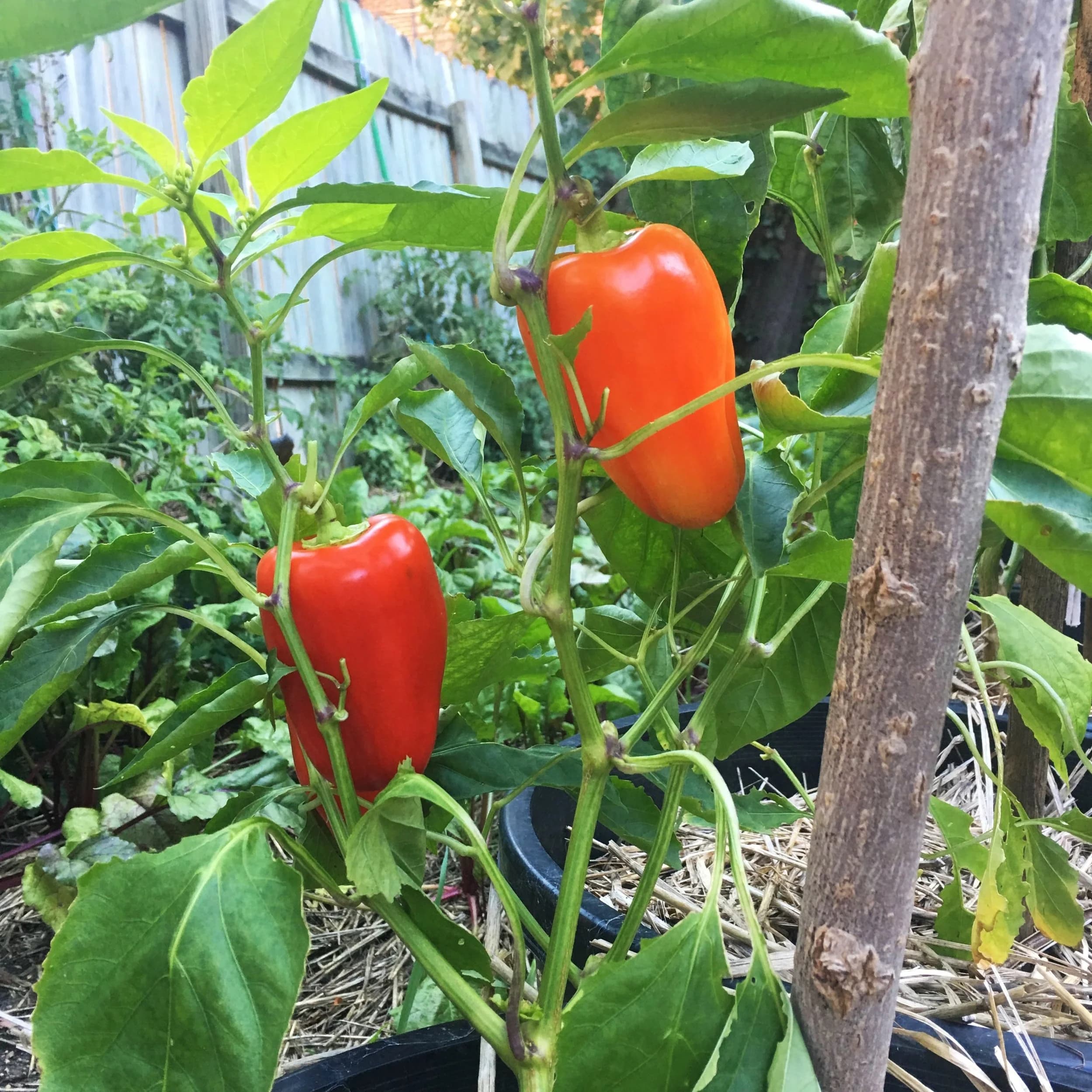 Birds & Bees Urban Farm