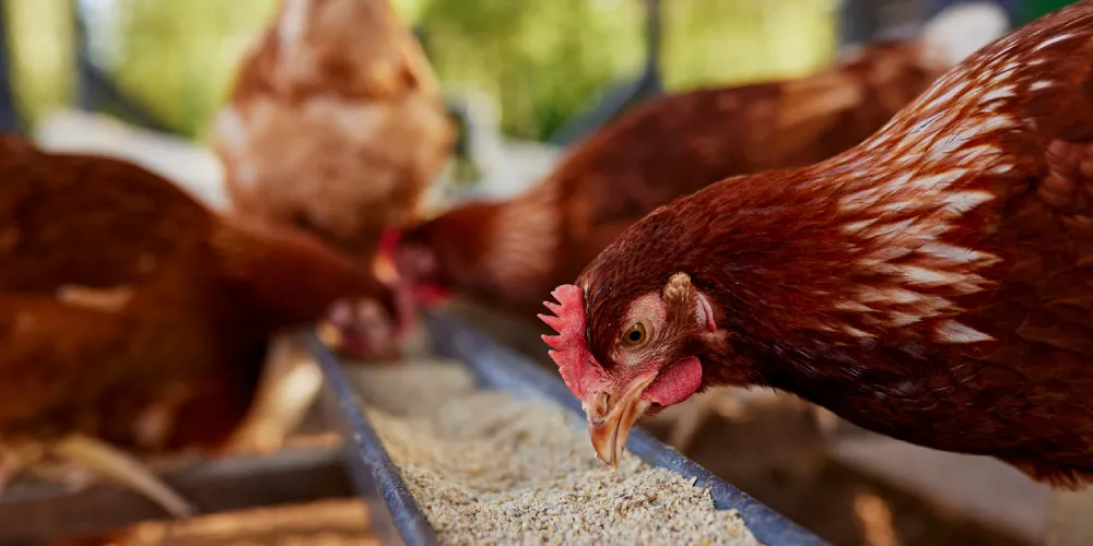 Grand Prairie Feed & Garden