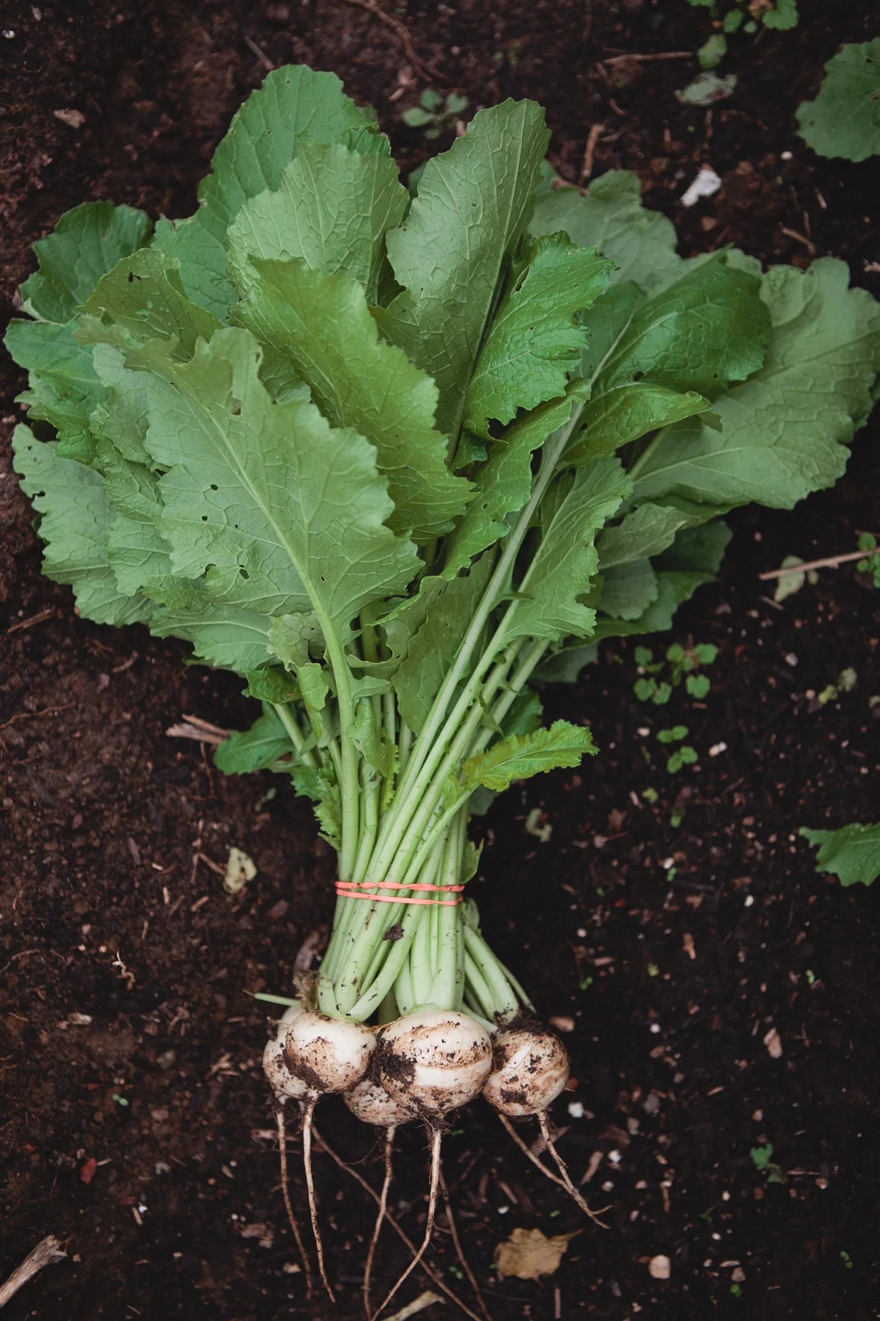Garfield Park Farmers Market