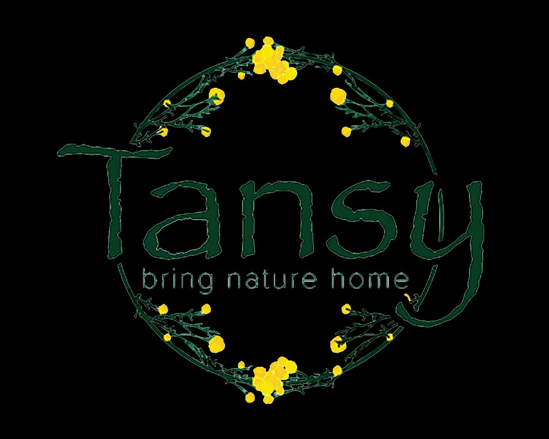 Tansy
