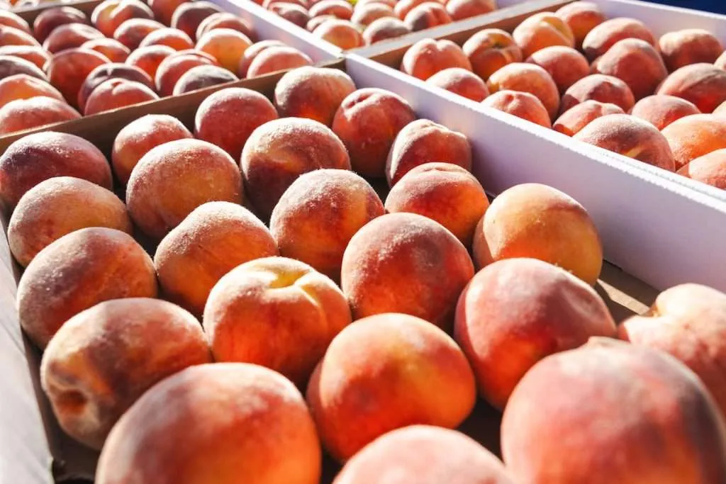 Boulder Farmers Market