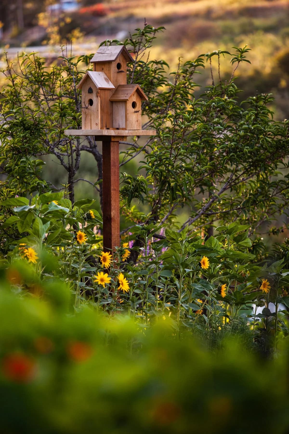 Sage Hill Ranch Gardens