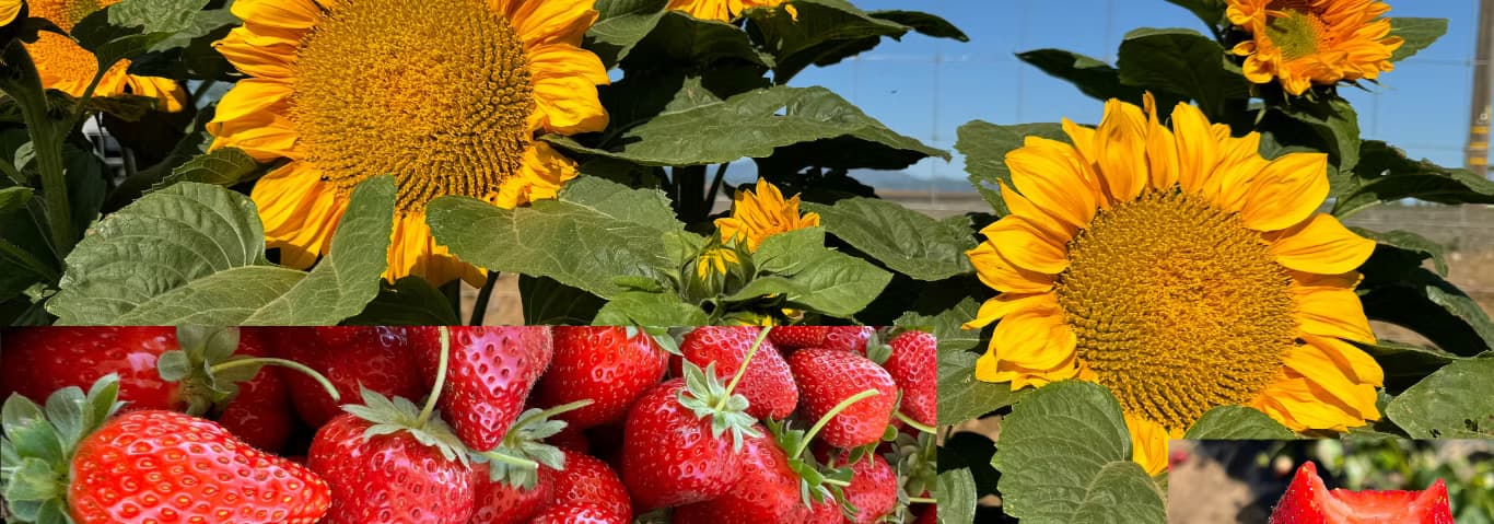 Creswell Family Farms