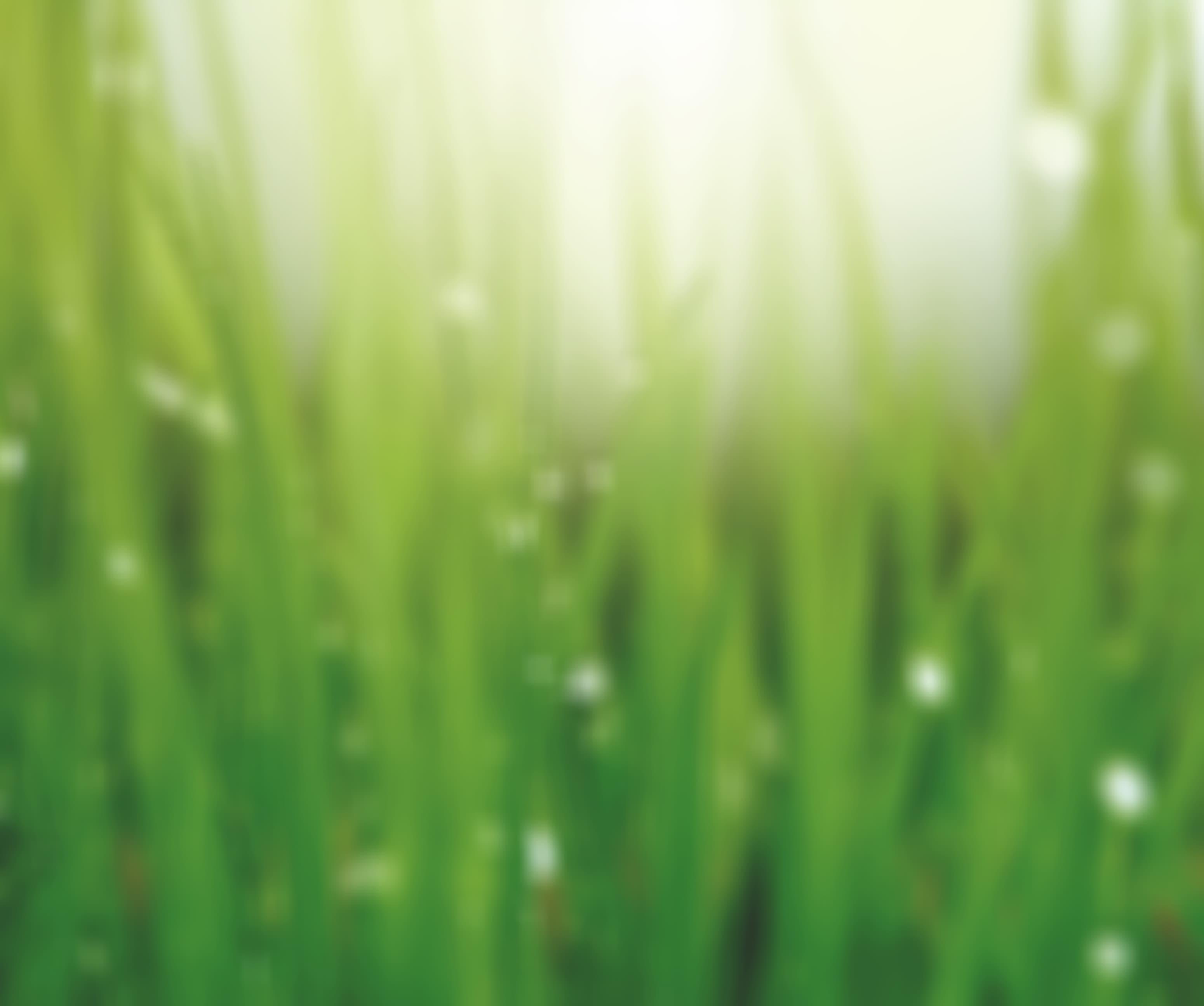 Strawberry U-pick by Green Gables