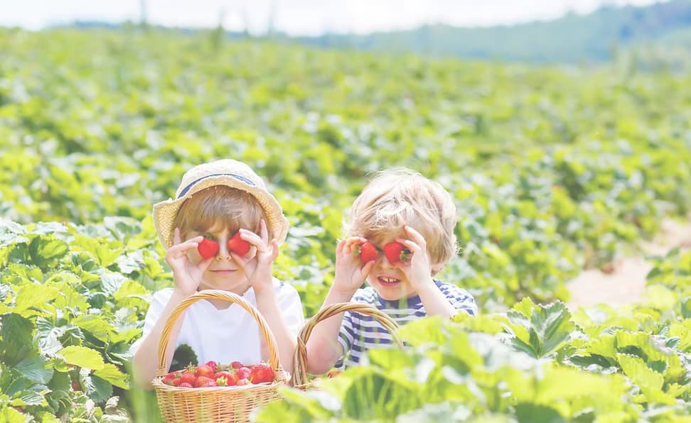 Holland Bottom Farm, LLC