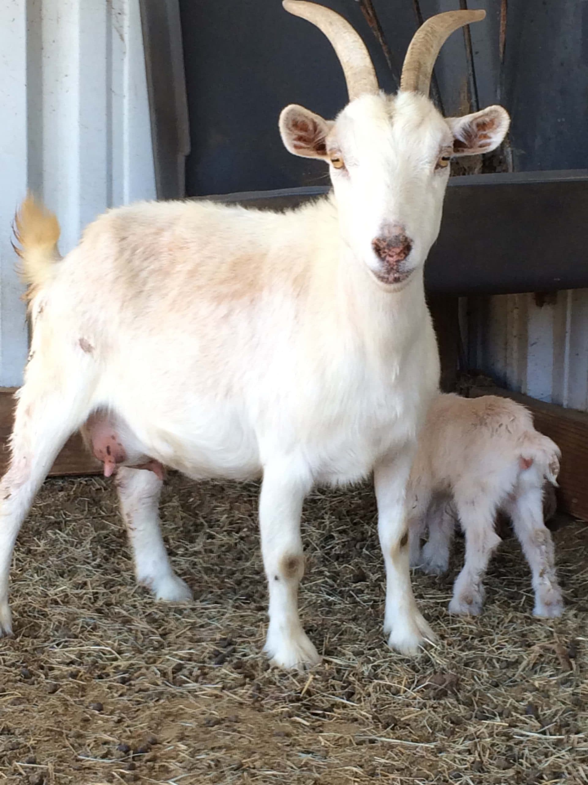 Old MacDonald's Farm