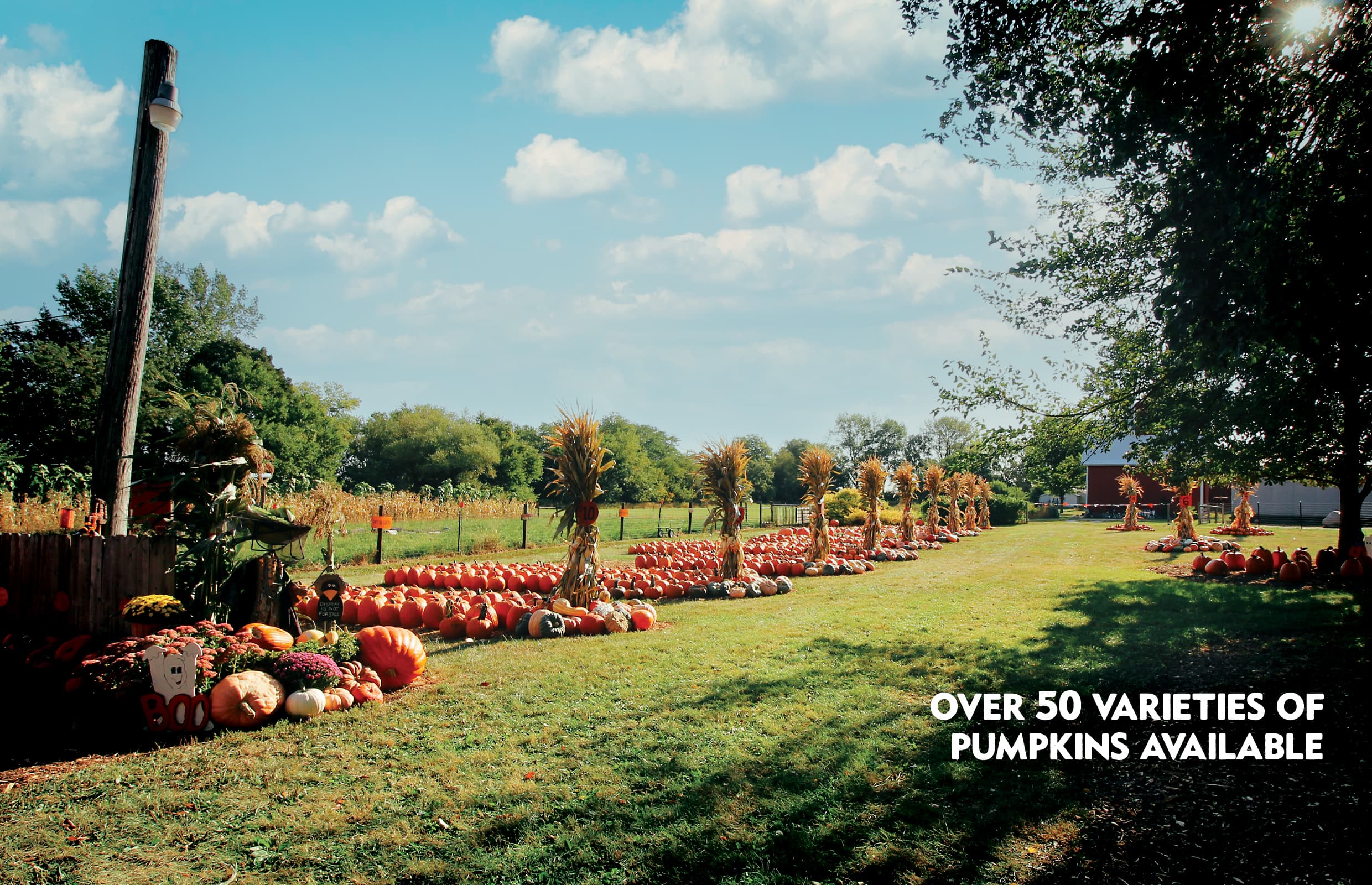 Johnson's Pumpkin Stand and Corn Maze