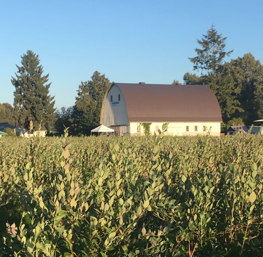 Hazel Blue Acres Blueberry Farm