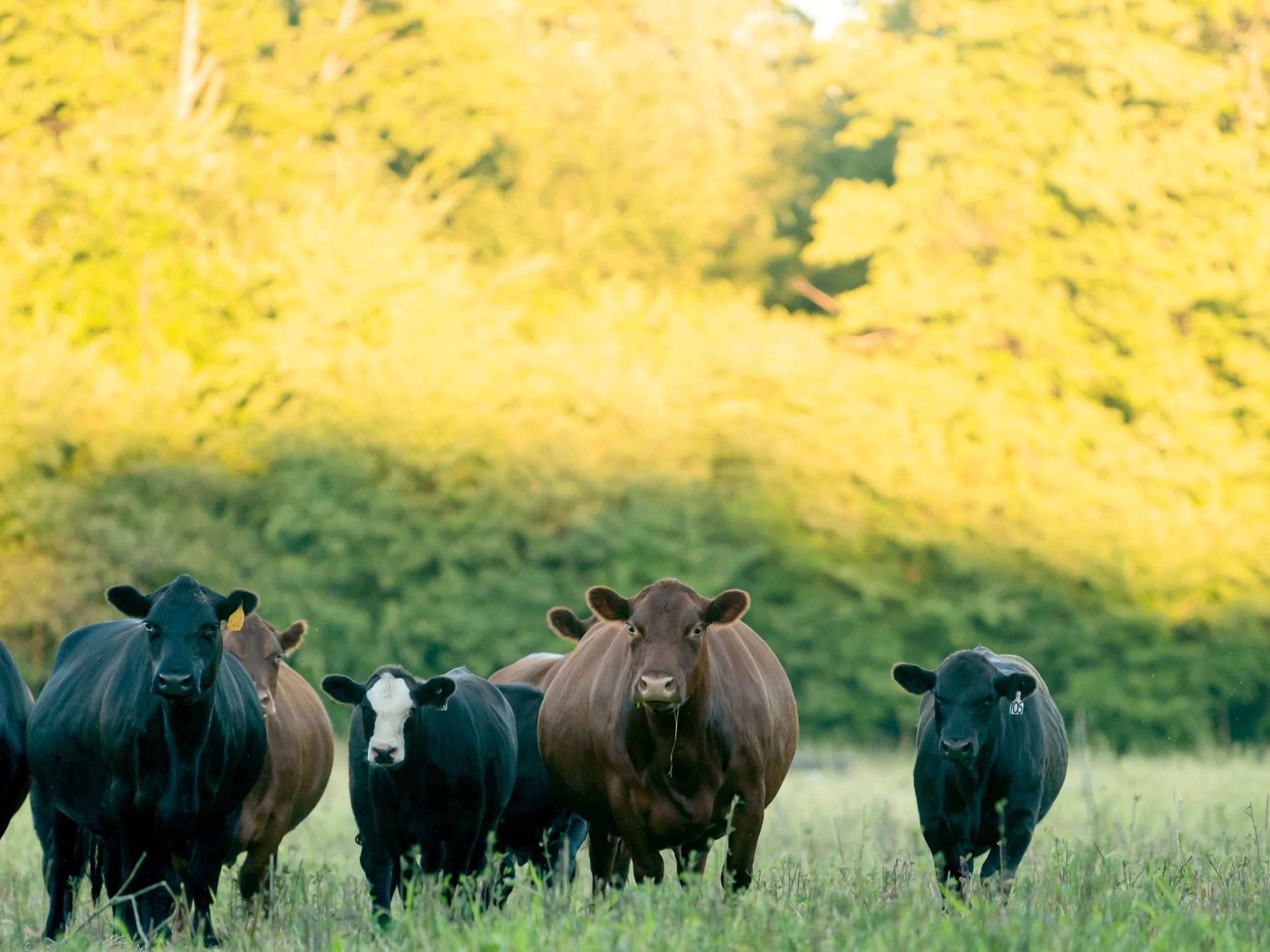 Hine Farms Inc (The Farm Store)