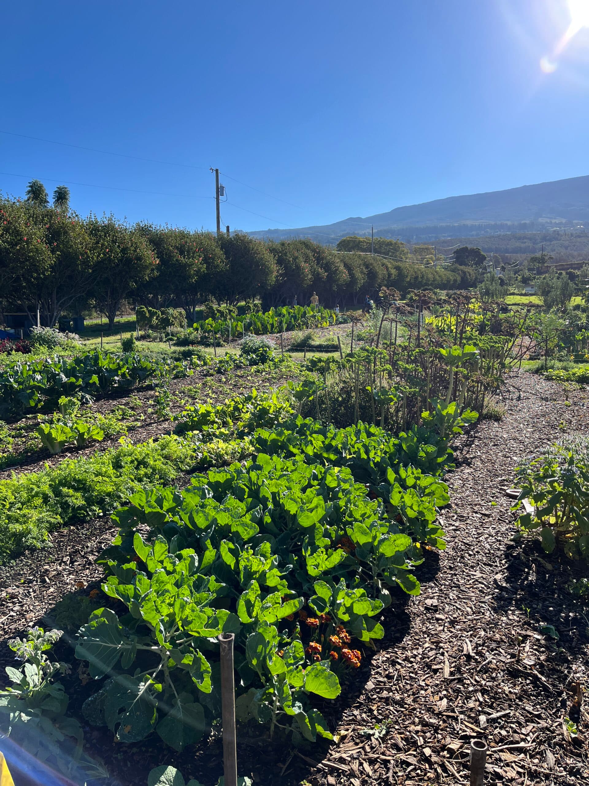 Maui Bees Farm