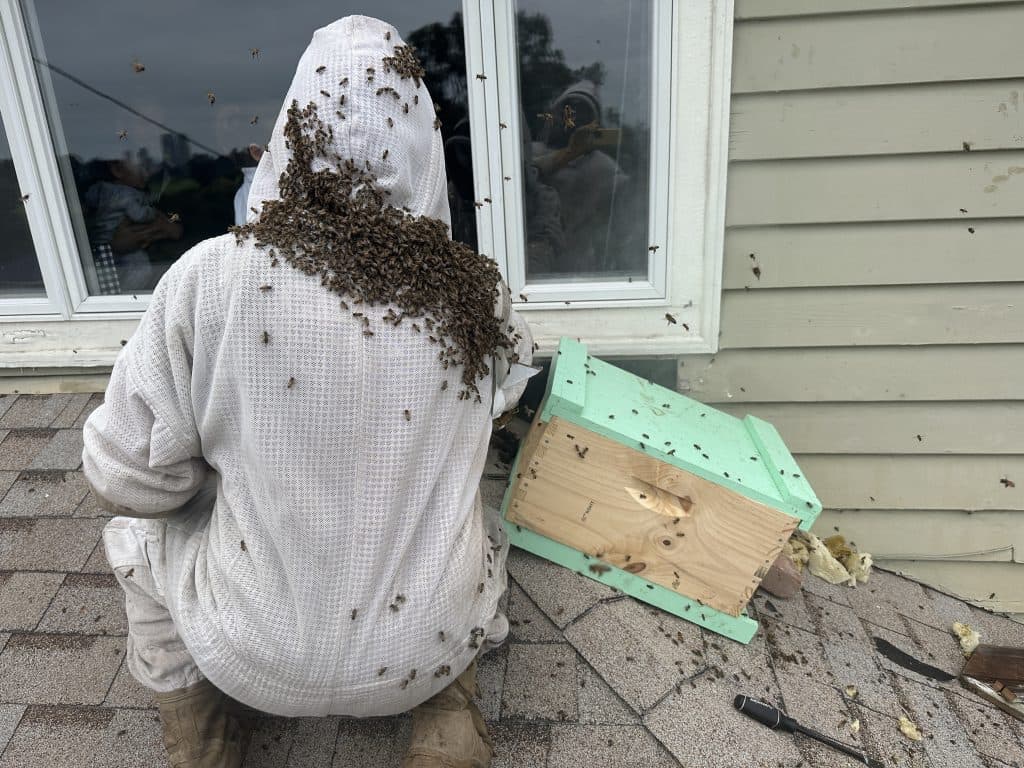 San Diego Bee Sanctuary